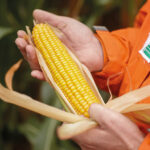 Man holding maize cob