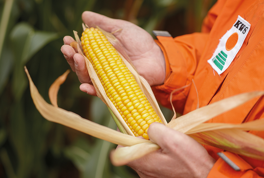 Man holding maize cob