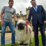 Palé Hall director Calum Milne (right) and farm manager Mark Tustain with Valais Blachnose female champion, Ayrshire Ingrid with the hall in the background.