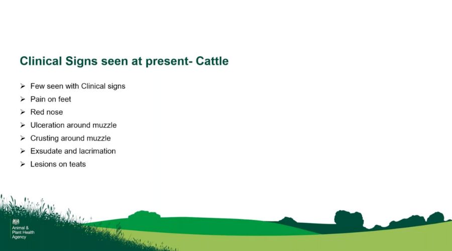 list of BTV signs in cattle 