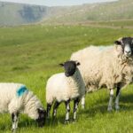 sheep with two lambs in field in the Peak District with mountains in the background