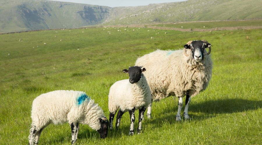 sheep with two lambs in field in the Peak District with mountains in the background