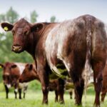 brown beef shorthorn cow standing in a field, with other cows visible in the background