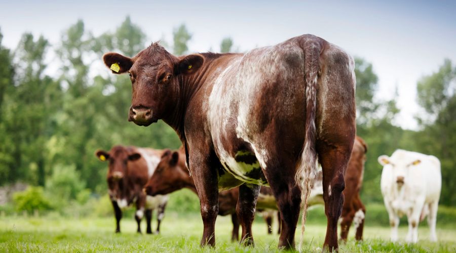 brown beef shorthorn cow standing in a field, with other cows visible in the background