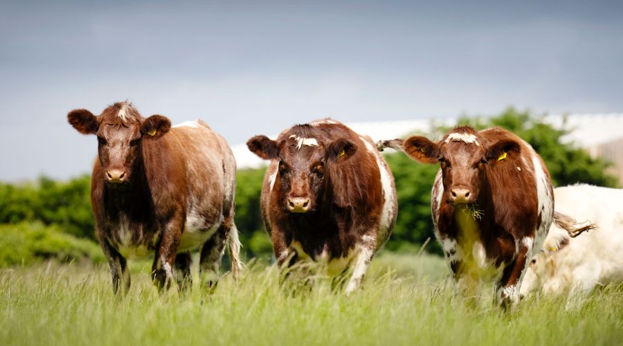 Three beef shorthorn cows standing in a field looking at the camera