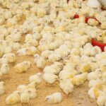 Sara Perez, clinical director at Poultry Health Services vets (PHS) outlines the key health issues currently posing a risk to UK flocks.