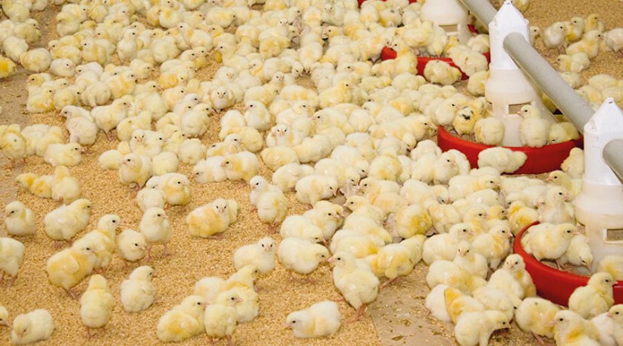 Sara Perez, clinical director at Poultry Health Services vets (PHS) outlines the key health issues currently posing a risk to UK flocks.