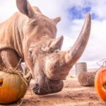 Noah’s Ark Zoo Farm has announced its most successful and varied pumpkin harvest yet and invited people for its Pumpkinfest.