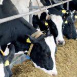 Dr Tom Barragry, independent veterinary consultant for Provita Eurotech Ltd, offers advice on keeping cattle healthy during winter housing.