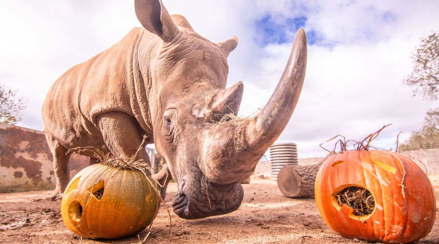 Noah’s Ark Zoo Farm has announced its most successful and varied pumpkin harvest yet and invited people for its Pumpkinfest.