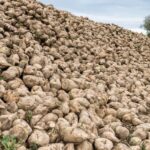 The British Beet Research Organisation (BBRO) is offering sugar beet growers advice to ensure a smooth and more profitable harvest. 