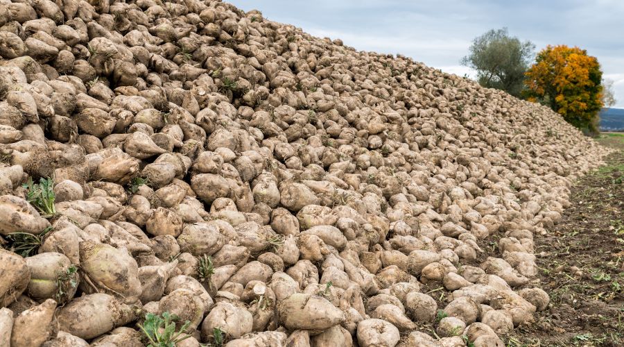 The British Beet Research Organisation (BBRO) is offering sugar beet growers advice to ensure a smooth and more profitable harvest. 