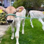 Derbyshire farmer Rob Pearson brought his twin Brown Swiss cows, Bonnie and Bella, to patients at Ashgate Hospice in Chesterfield. 