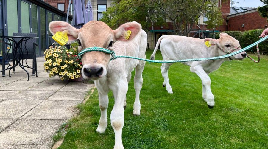 Derbyshire farmer Rob Pearson brought his twin Brown Swiss cows, Bonnie and Bella, to patients at Ashgate Hospice in Chesterfield. 