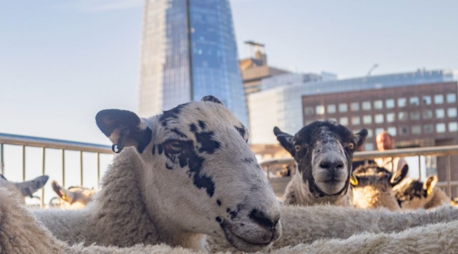 Damian Lewis will lead London Sheep Drive 2024 