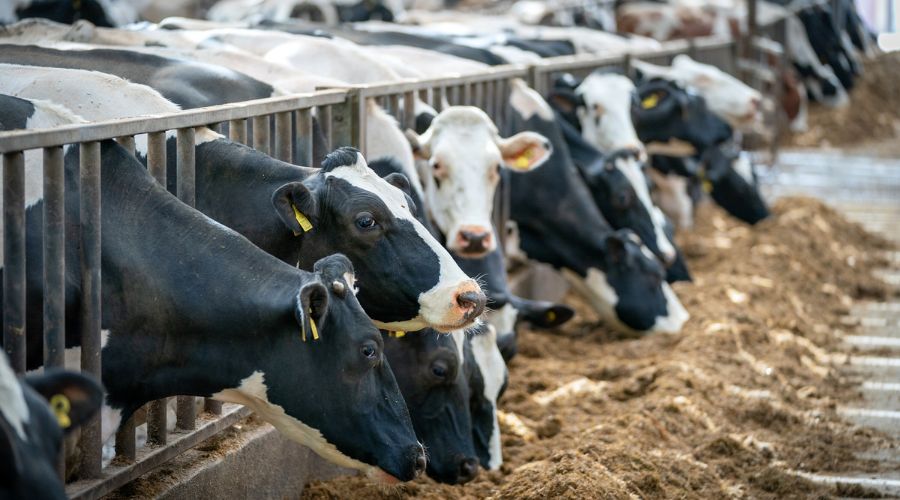 Now is the time to take stock of the amount of silage required on farms for the winter period, Welsh government experts advise. 