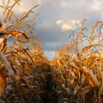 Dr Simon Pope, crop protection manager at Wynnstay, warns that it is important to check maize is mature before harvesting this year.