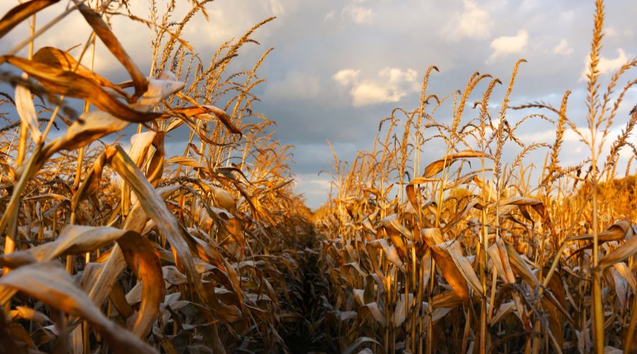 Dr Simon Pope, crop protection manager at Wynnstay, warns that it is important to check maize is mature before harvesting this year.