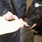 calf being fed milk from a bottle