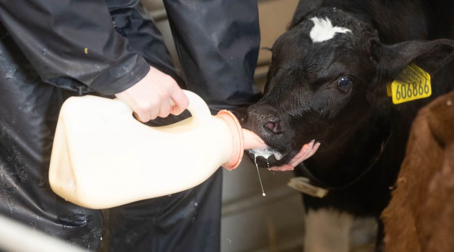 calf being fed milk from a bottle