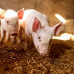 two piglets in a barn