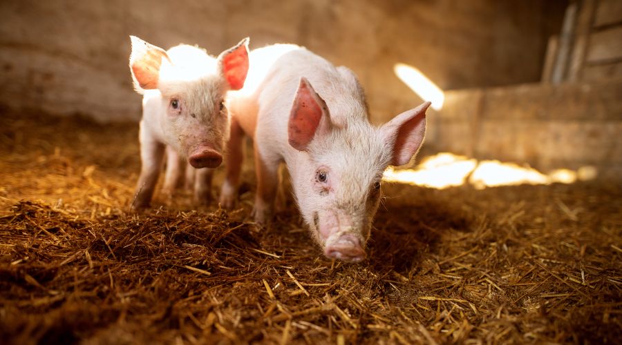 two piglets in a barn