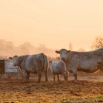 cattle grazing in a field at sunset