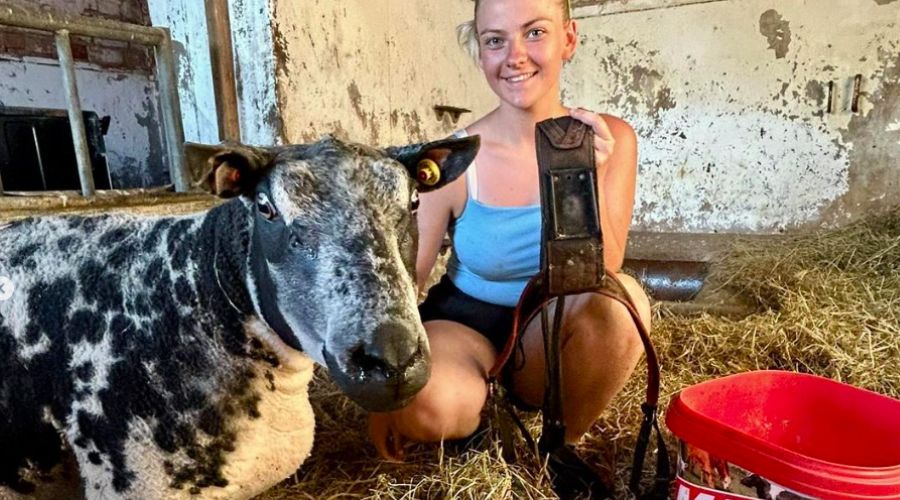 young female farmer holding a black ram harness, crouched in a livestock barn, with a black and white mottled ram on the left, and a red bucket on the right