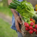 close up of a basket of fresh produce including radishes, lettuce, peppers and courgettes