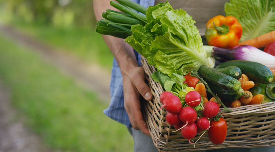 close up of a basket of fresh produce including radishes, lettuce, peppers and courgettes