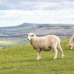 two sheep grazing a field