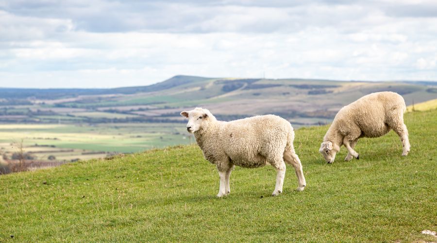 two sheep grazing a field