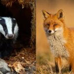 image on left shows a badger, image on right shows a fox