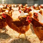 group of brown and white hens in a yard