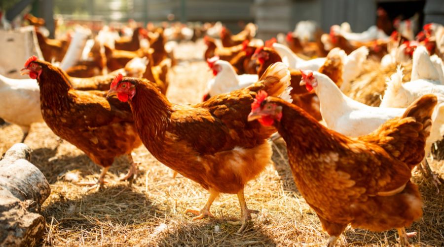 group of brown and white hens in a yard