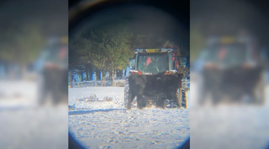 video still of a snowy field with a tractor in the centre surrounded by brown cattle