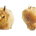 sprouting potatoes on white background