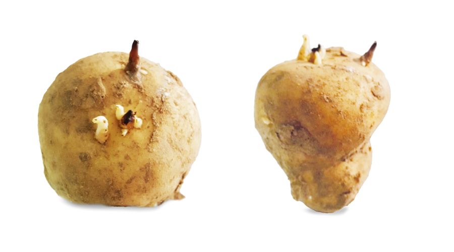 sprouting potatoes on white background