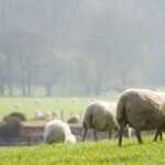 sheep in a field