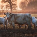 cows in field