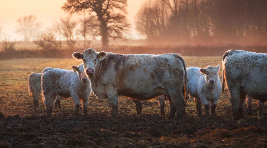 cows in field