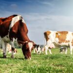 cows grazing in a field