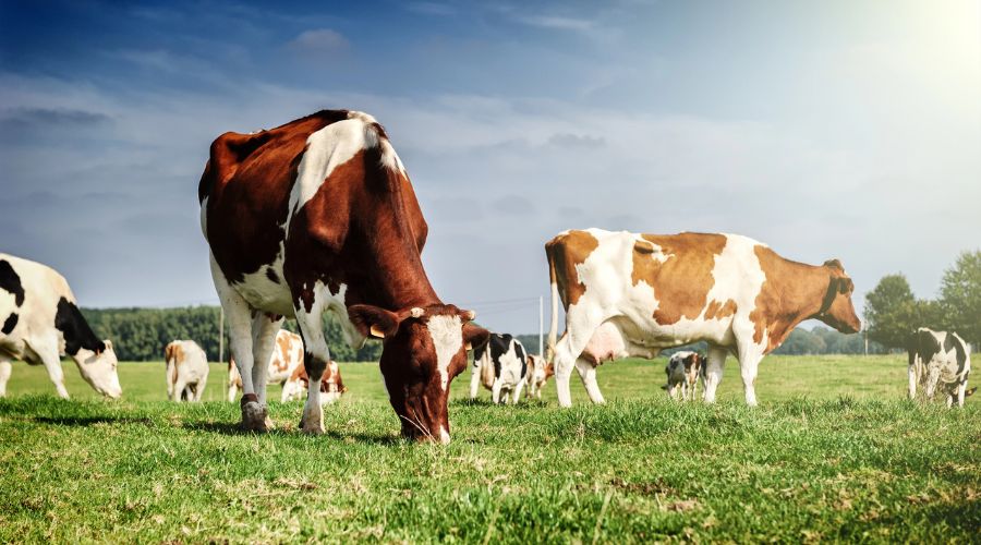 cows grazing in a field