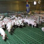 group of pigs in housing