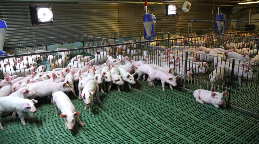 group of pigs in housing