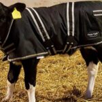 black and white calf wearing a black calf jacket, standing on straw