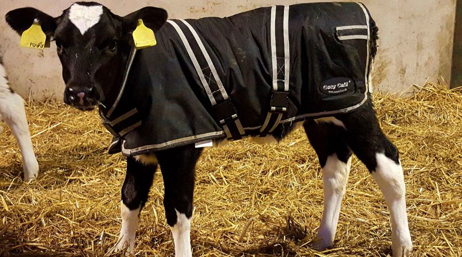 black and white calf wearing a black calf jacket, standing on straw