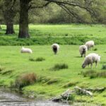 sheep in a field