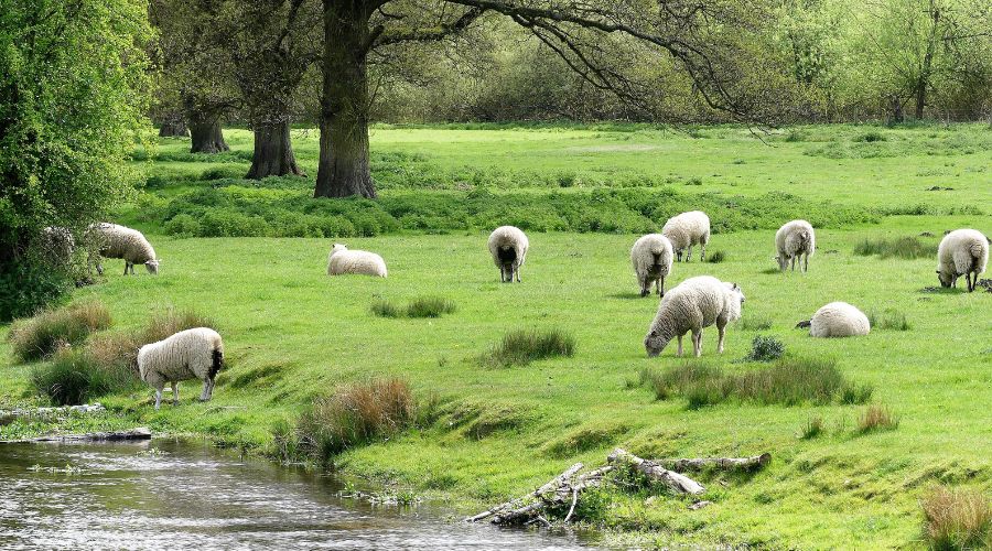 sheep in a field 