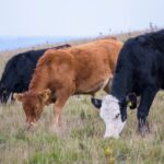 three cows grazing in a field